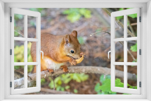 Fototapeta Naklejka Na Ścianę Okno 3D - The squirrel with nut sits on tree branches in the summer.
