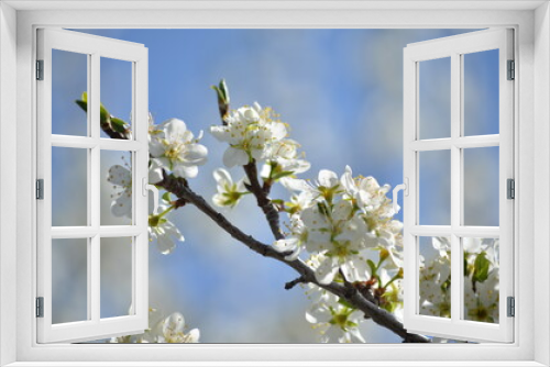 Fototapeta Naklejka Na Ścianę Okno 3D - apple blossoms in spring against the blue sky
