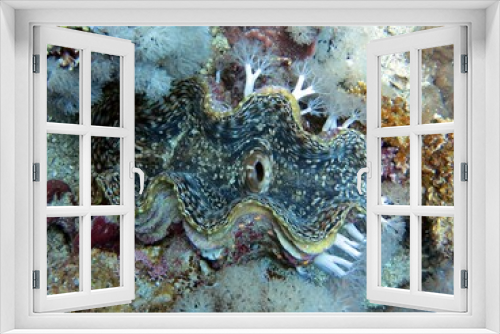 Fototapeta Naklejka Na Ścianę Okno 3D - Giant clam of red sea