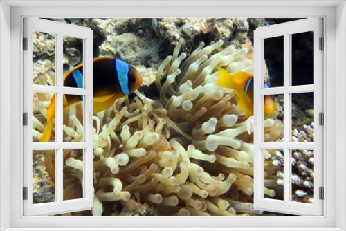 Fototapeta Naklejka Na Ścianę Okno 3D - Clownfish of the red sea