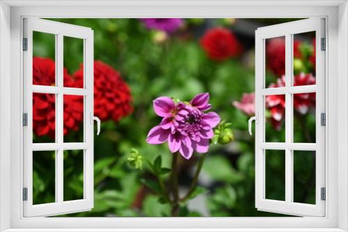 Fototapeta Naklejka Na Ścianę Okno 3D - Dahlia is a genus of bushy, tuberous, herbaceous perennial plants native to Mexico and Central America. A member of the Compositae family of dicotyledonous plants, its garden relatives thus include th