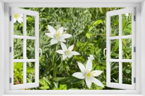 Fototapeta Naklejka Na Ścianę Okno 3D - Pflanze Makro