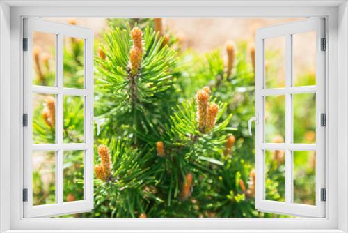 Fototapeta Naklejka Na Ścianę Okno 3D - A budding mountain pine (pinus mugo) in spring. Selective focus.
