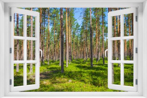 Fototapeta Naklejka Na Ścianę Okno 3D - Beautiful sunshine in a pine forest in the summer