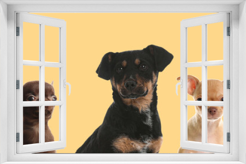 Fototapeta Naklejka Na Ścianę Okno 3D - Cute funny dogs on beige background. Banner design