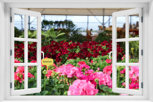 Fototapeta Naklejka Na Ścianę Okno 3D - Many beautiful blooming geranium plants in garden center