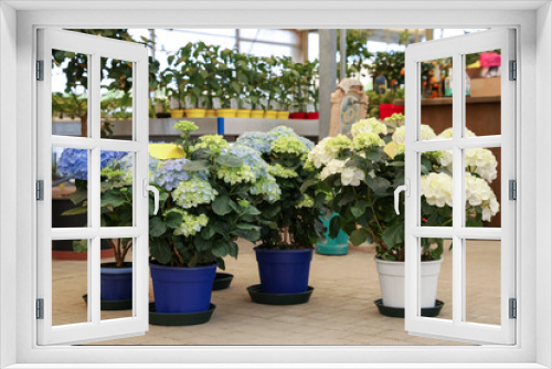 Fototapeta Naklejka Na Ścianę Okno 3D - Beautiful potted blooming hortensia plants in garden center
