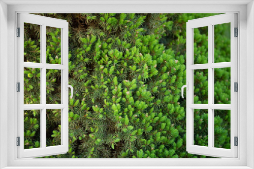 Fototapeta Naklejka Na Ścianę Okno 3D - Green needles on branches of the Canadian fir tree Conica growing in a summer garden.