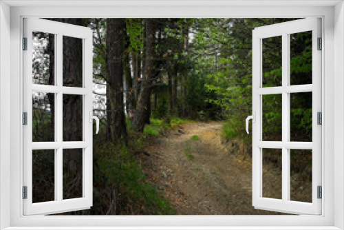 Fototapeta Naklejka Na Ścianę Okno 3D - Droga w lesie.