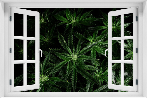 Fototapeta Naklejka Na Ścianę Okno 3D - Cannabis bush on black background. Layout of fresh wet marijuana leaves, watering weed plant, top view. Hemp recreation, growing concept.