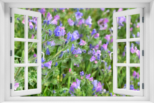 Fototapeta Naklejka Na Ścianę Okno 3D - peaceful flowers and natural environment in nature