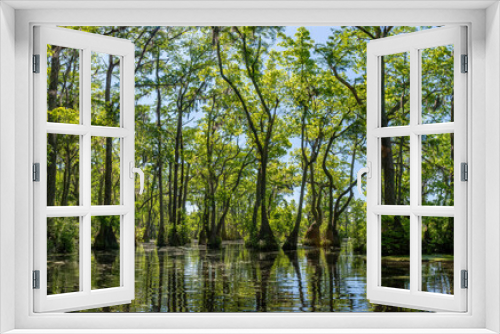 Fototapeta Naklejka Na Ścianę Okno 3D - Merchant's Millpond State Park in northeastern North Carolina in late May. Dominant trees are water tupelo (Nyssa aquatica) and baldcypress (Taxodium distichum). 