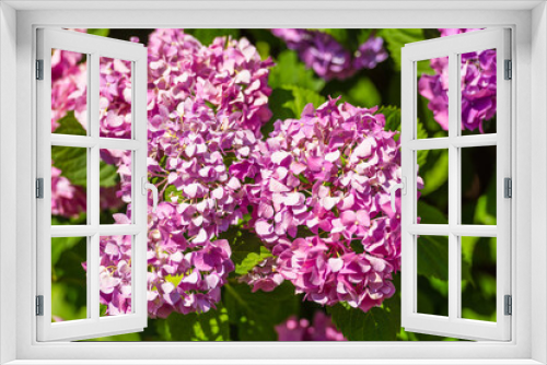 Fototapeta Naklejka Na Ścianę Okno 3D - Blossoming lilaceous flower blossom clusters in spring