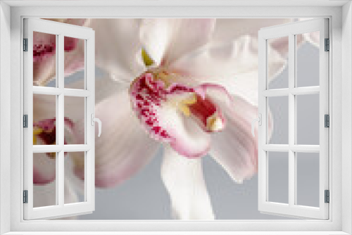 Fototapeta Naklejka Na Ścianę Okno 3D - White and pink orchid flowers on grey background.