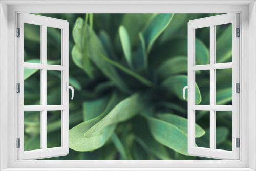 Fototapeta Naklejka Na Ścianę Okno 3D - Natural plant background. Summer plants. Top view, selective focus.