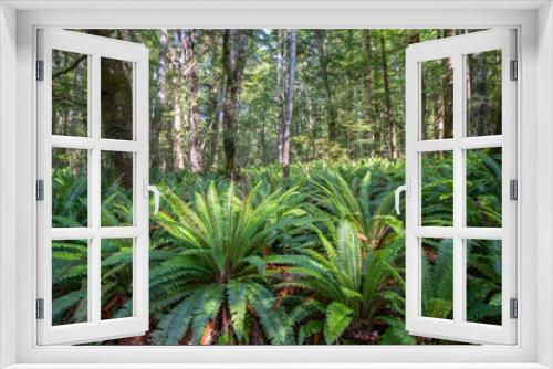 Fototapeta Naklejka Na Ścianę Okno 3D - Rainforest of beech trees and forest floor cover of crown fern
