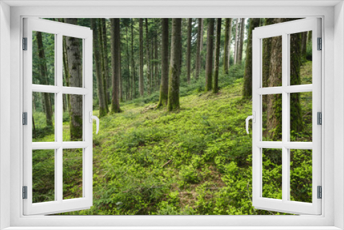 Fototapeta Naklejka Na Ścianę Okno 3D - lush green spring forest in Emmental