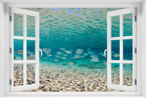 Fototapeta Naklejka Na Ścianę Okno 3D - A crowd of Mediterranean fish in the crystal clear waters of Villasimius, Sardinia, Mediterranean. Underwater photography