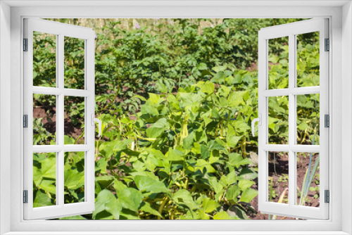 Fototapeta Naklejka Na Ścianę Okno 3D - Organic green beans growing in the garden