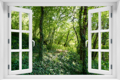 Fototapeta Naklejka Na Ścianę Okno 3D - Green forest with ivy covering trees and ground floor, beautiful dark forest in the spring forest landscape. Natural background concept