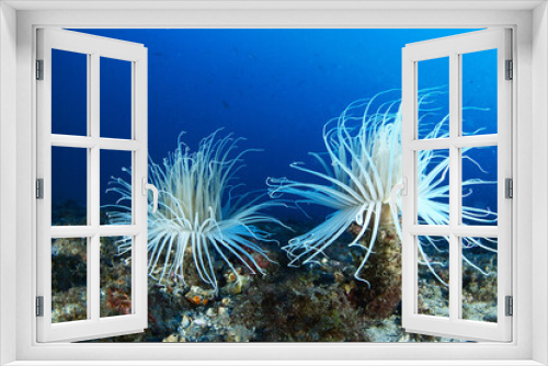 Fototapeta Naklejka Na Ścianę Okno 3D - Anemone tube (Cerianthus membranaceus) in the sea bottom