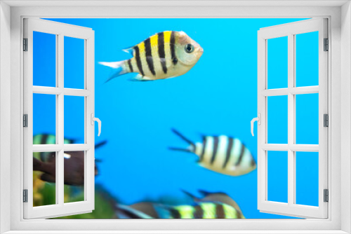 Fototapeta Naklejka Na Ścianę Okno 3D - Angel fish long tail swimming in aquarium. This fish usually lives in the Amazon, Orinoco and Essequibo river basins in tropical South America.