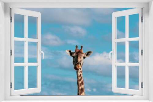Fototapeta Naklejka Na Ścianę Okno 3D - Giraffe and the SKy
