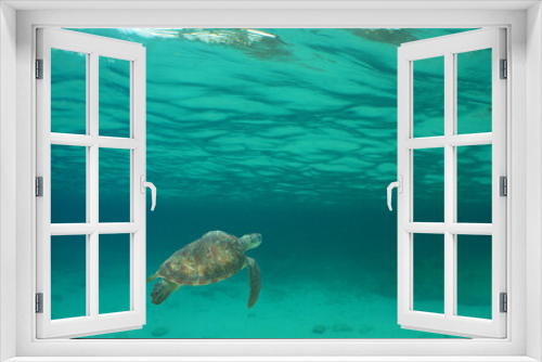Fototapeta Naklejka Na Ścianę Okno 3D - underwater scene , set turtle , caribbean sea