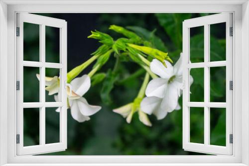 Fototapeta Naklejka Na Ścianę Okno 3D - Egzotyczne kwiaty