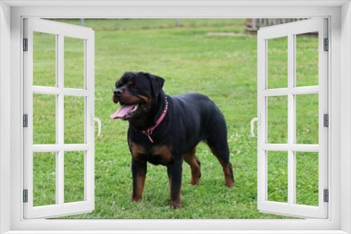 Fototapeta Naklejka Na Ścianę Okno 3D - Rottweiler on the grass in a dog park