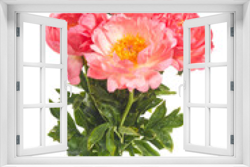 Fototapeta Naklejka Na Ścianę Okno 3D - Beautiful pink peonies flowers isolated on white background