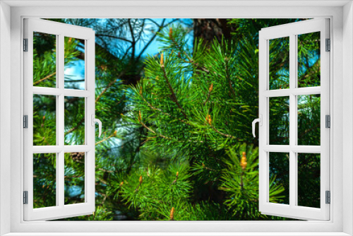 Fototapeta Naklejka Na Ścianę Okno 3D - Green spruce branch. prickly needles with bumps appear. A beautiful fir branch with needles. Christmas tree in nature. conifers, cedar, pine. aspen. macro.natural forest background. A place to copy.