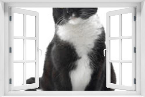 Fototapeta Naklejka Na Ścianę Okno 3D - Black And White Cat