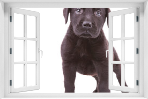 Fototapeta Naklejka Na Ścianę Okno 3D - alert black labrador retriever standing