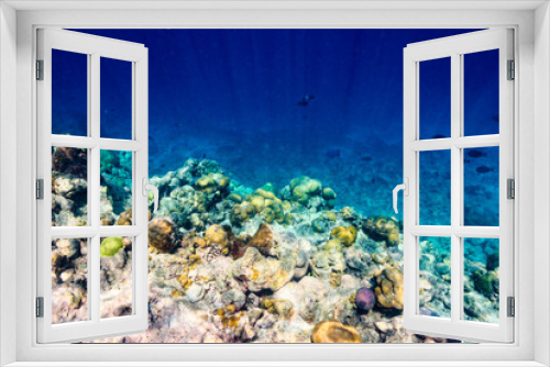 Fototapeta Naklejka Na Ścianę Okno 3D - The magnificent underwater world of the Maldives.