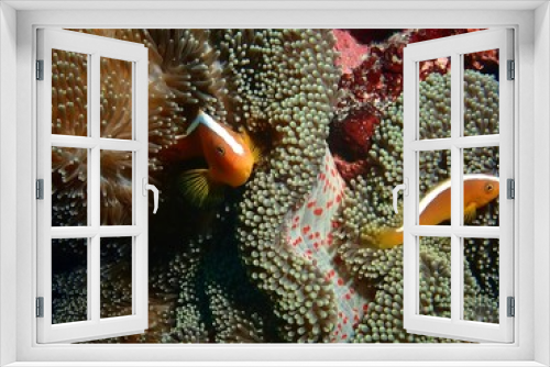 Fototapeta Naklejka Na Ścianę Okno 3D - Orange skunk clownfish with  sea anemones in Okinawa