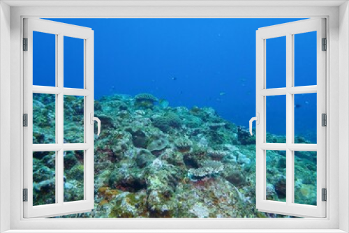 Fototapeta Naklejka Na Ścianę Okno 3D - Underwater in Kume island, Okinawa