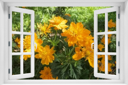 Fototapeta Naklejka Na Ścianę Okno 3D - A bush with beautiful yellow inflorescences .The first spring blooming flowers. A plate with the name of the plant 