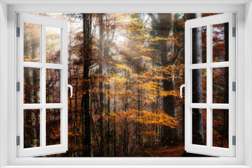 Fototapeta Naklejka Na Ścianę Okno 3D - Herbstlicher Laubwald