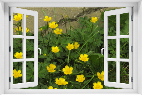 Fototapeta Naklejka Na Ścianę Okno 3D - yellow flowers in green grass