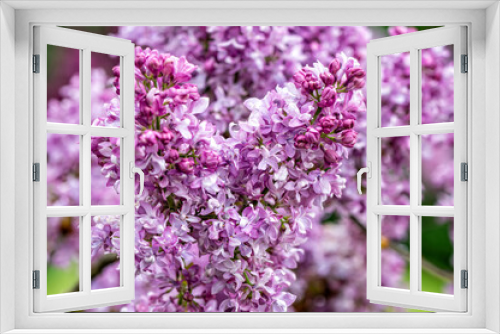 Fototapeta Naklejka Na Ścianę Okno 3D - branch with lilac spring flowers, bright blooms of spring lilacs bush, soft focus, closeup