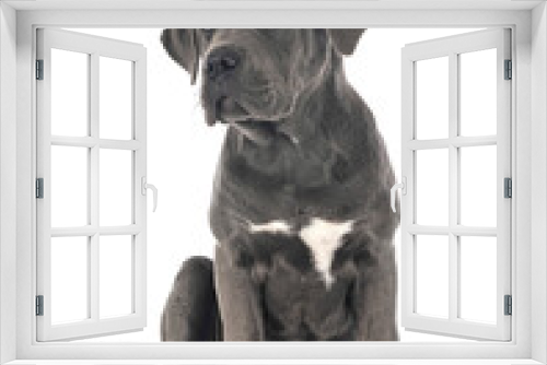 Fototapeta Naklejka Na Ścianę Okno 3D - puppy cane corso
