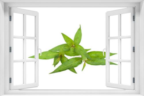 Fototapeta Naklejka Na Ścianę Okno 3D - Persicaria odorata leaf isolated on white background.(Vietnamese cilantro)