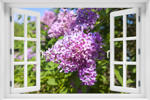 Fototapeta Naklejka Na Ścianę Okno 3D - Bunch of violet lilac flower in front of blue sky