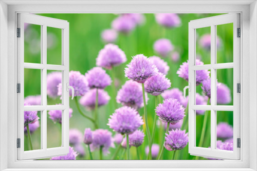 Fototapeta Naklejka Na Ścianę Okno 3D - Chive flowers in a garden