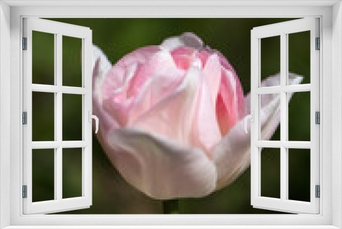 Fototapeta Naklejka Na Ścianę Okno 3D - Graceful, double, soft pink flower tulip Angelique close up