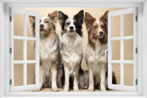 Fototapeta Naklejka Na Ścianę Okno 3D - dogs sit at beige background, fun border collie