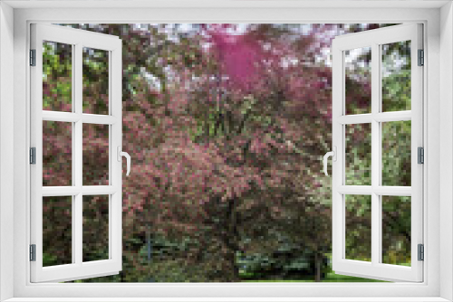 Fototapeta Naklejka Na Ścianę Okno 3D - blossom in spring
