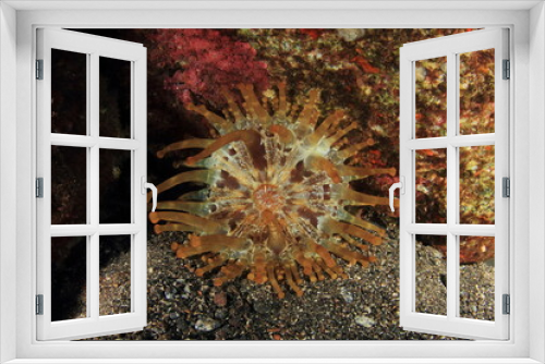 Fototapeta Naklejka Na Ścianę Okno 3D - Anemone in its marine habitat