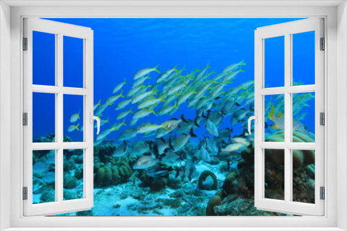 Fototapeta Naklejka Na Ścianę Okno 3D - a school of snapper in blue water on a reef of bonaire dutch caribbean 
